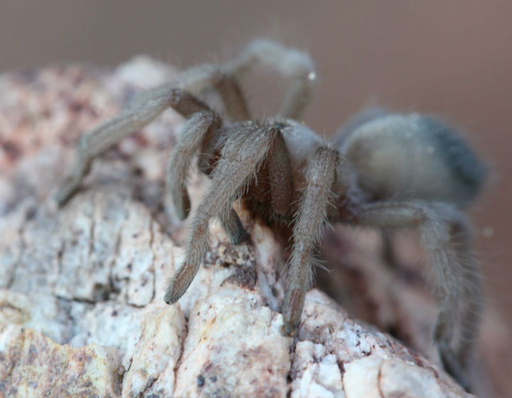 Tarantula